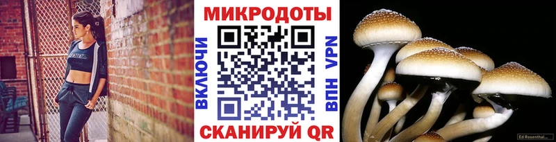 Галлюциногенные грибы Cubensis  Дербент 